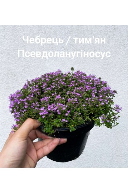 Чебрець ранній Псевдоланугіносус - 2л/вис.5-10см/Ø20-25см